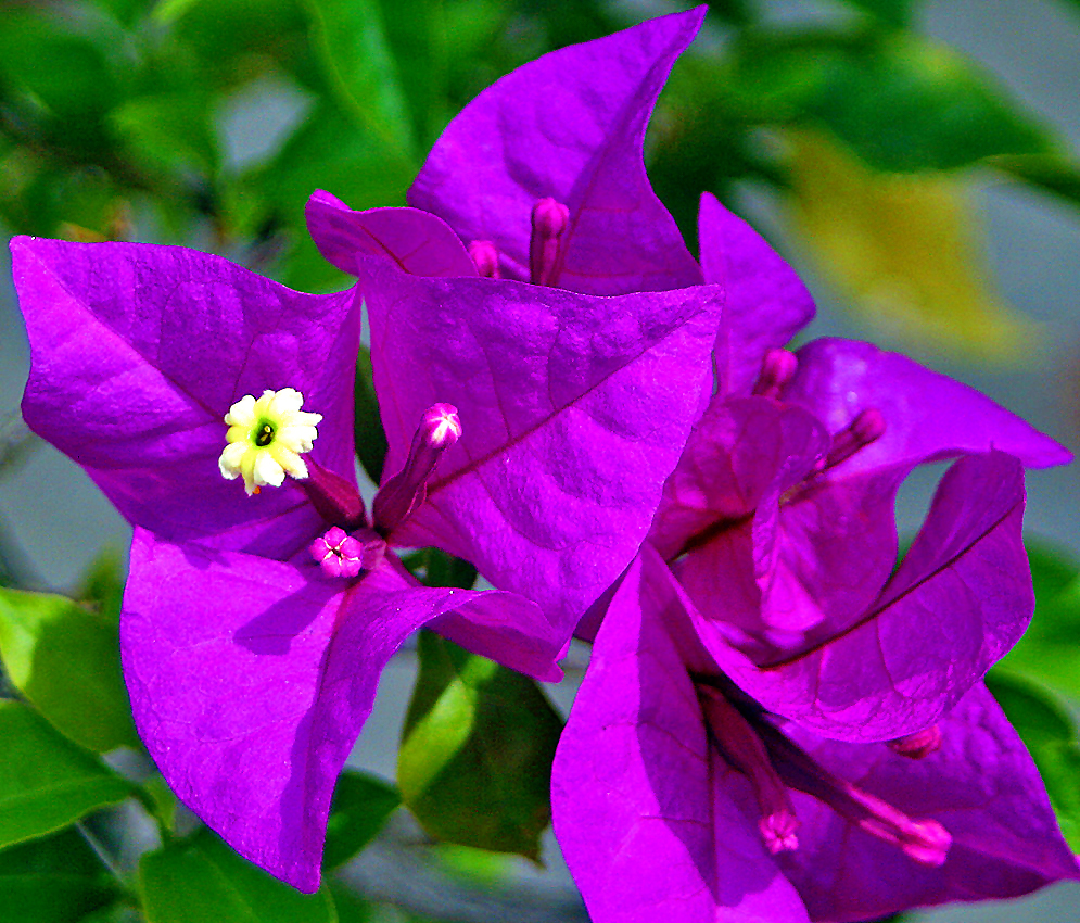 Beautiful purple bracts and surrounding a white bougainvillea flower
