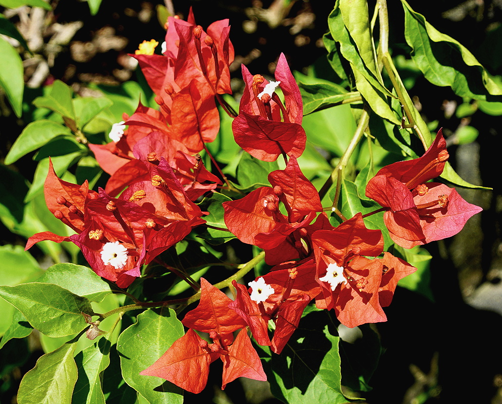 Red Bougainvillea White Bougainvillea flowers surrounded by bright red bracts under sunlight