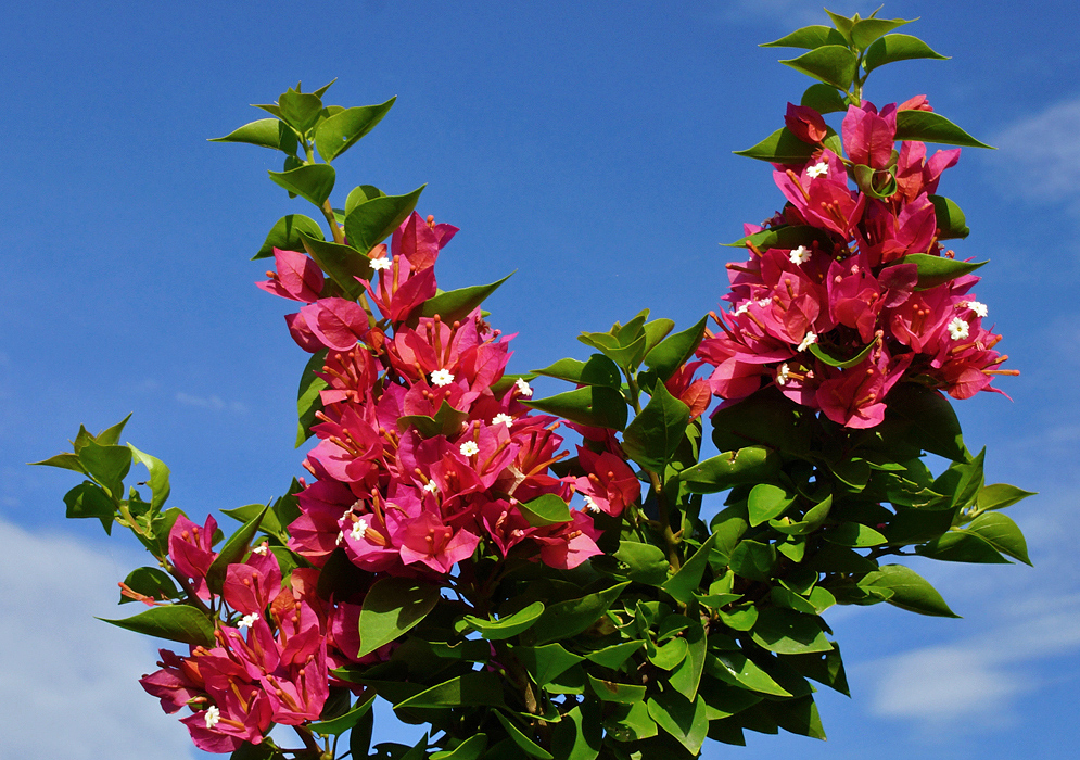 Branches of red Bougainvillea bracts under a blue sky