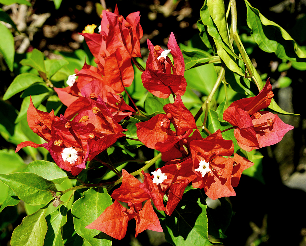 White Bougainvillea flowers surrounded by bright red bracts under sunlight