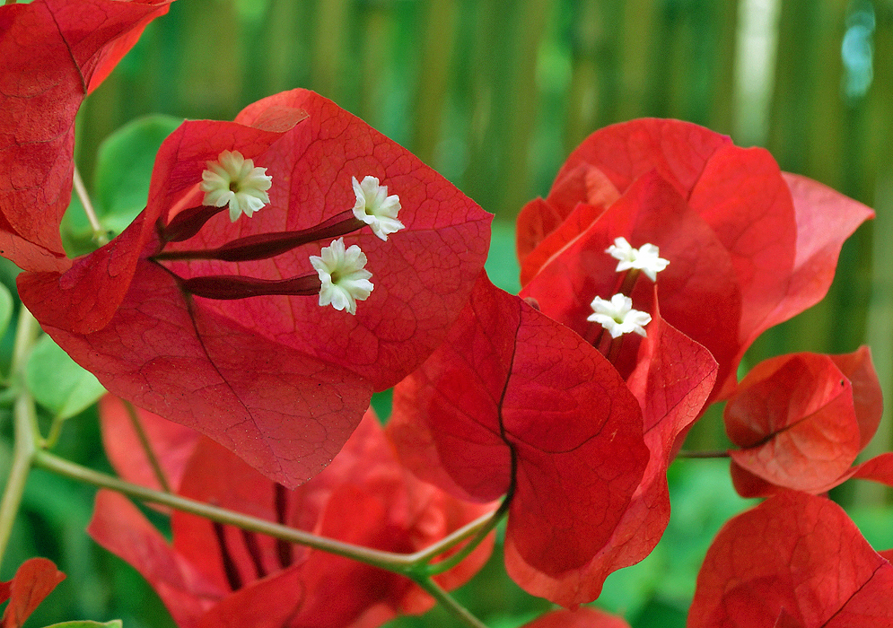 White Bougainvillea flowers with dark red bracts