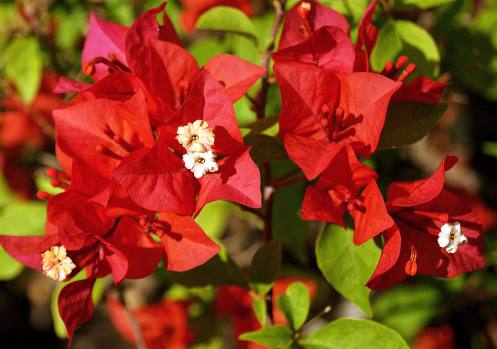 Bright red Bougainvillea bracts with white flowers in sunlight