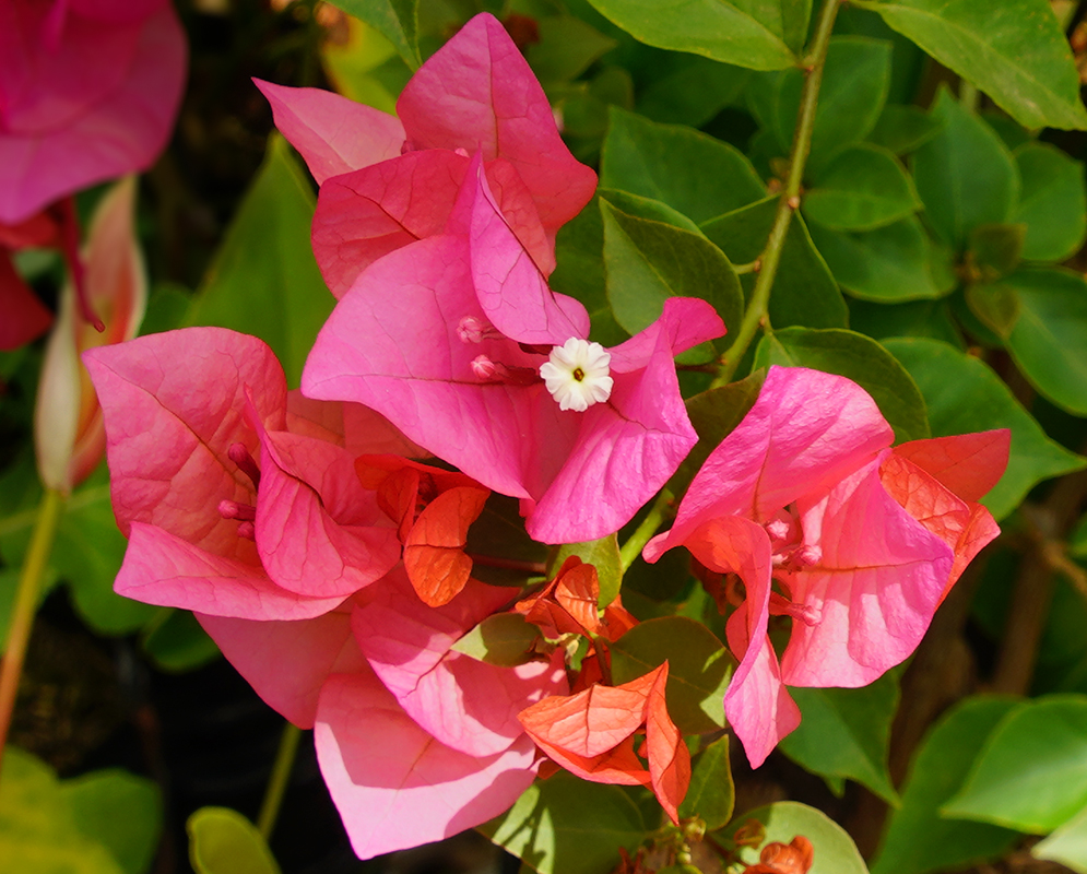 A white Bougainvillea flower surrounded by rose-red bracts