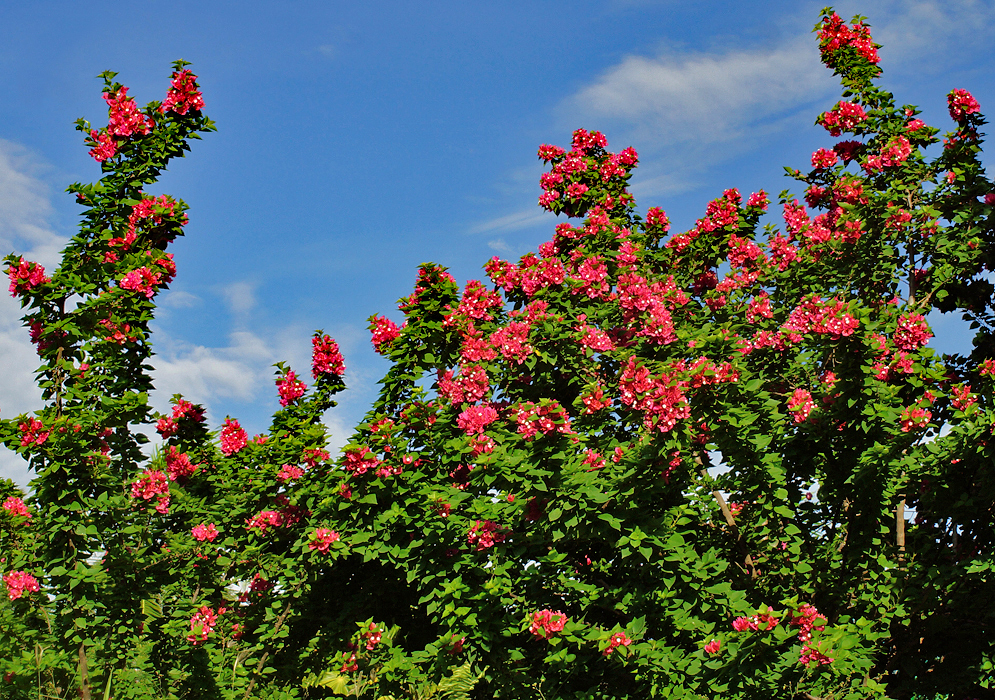 Bougainvillea shrub whith beautiful red bracts on the tip of the branch reaching towards the blue sky