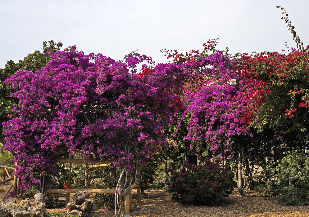 Branches of red bougainvillea branches