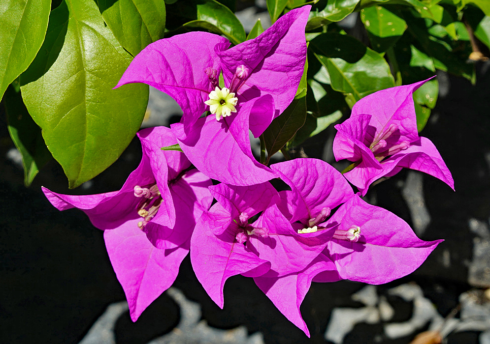 A white and yellow Bougainvillea flower surrounded by purple bracts under sunlight