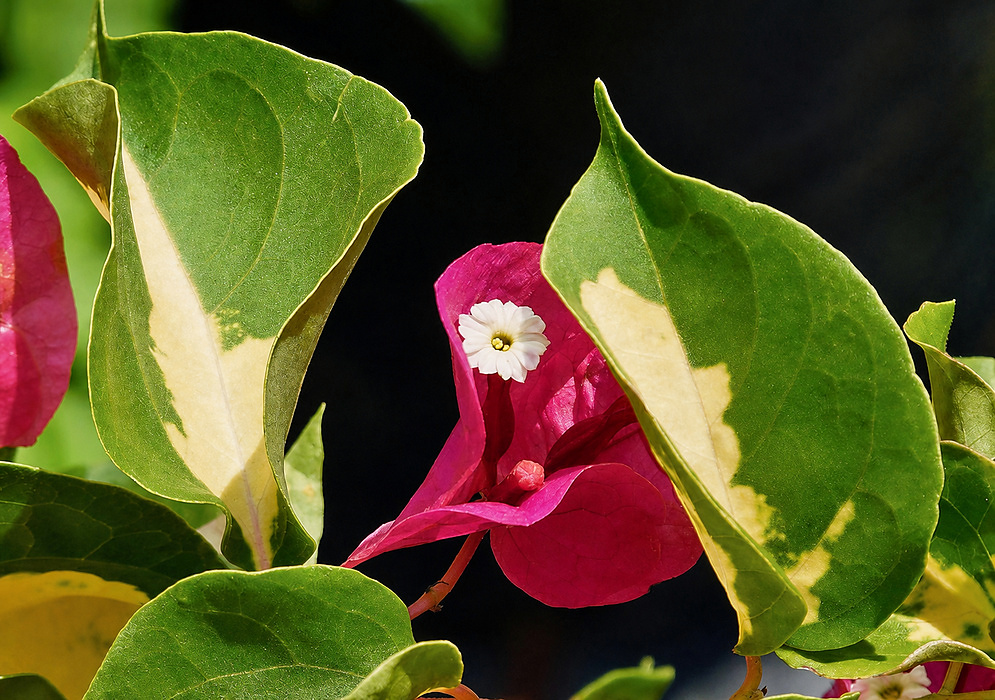 Bougainvillea spectabilis Variegated Bracts Cluster of magenta and white variegated Bougainvillea spectabilis bracts surrounding small cream flowers