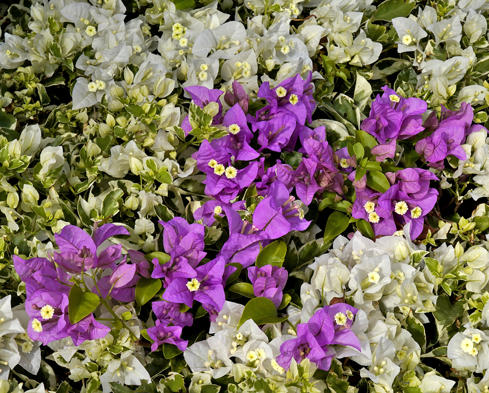 A cluster of Bougainvillea with white bracts