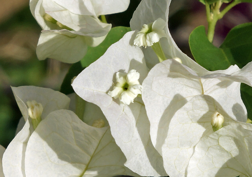 White flower Bougainvillea with white bracts