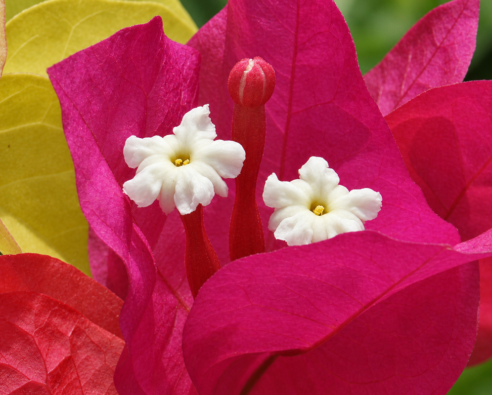 A white Bougainvillea flower surrounded by pink and white bracts under sunlight