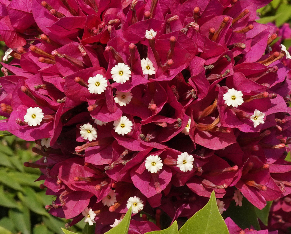 Bougainvillea with two white flowers surrounded by red purplish bracts