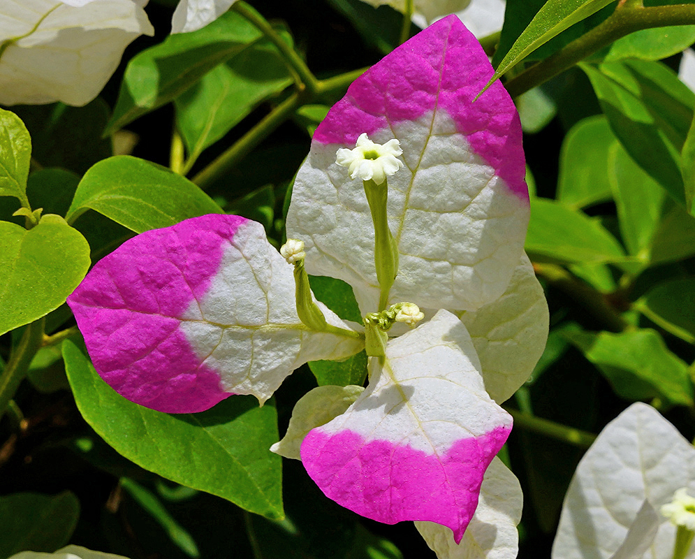 A white Bougainvillea flower surrounded by pink and white bracts under sunlight