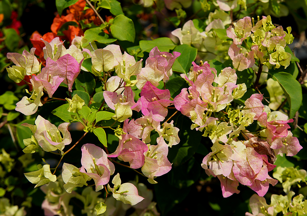 Clusters of pink and white Bougainvillea bracts