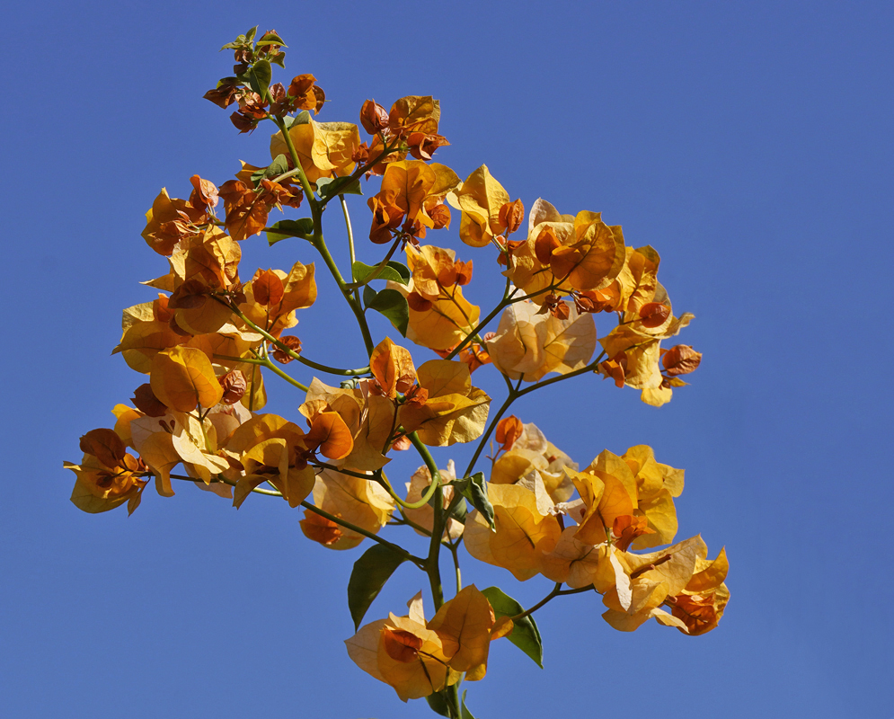 Golden yellow Bougainvillea bracts
