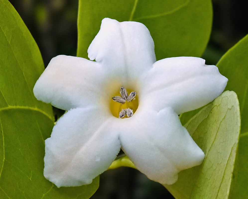 Bourreria costaricensis flower
