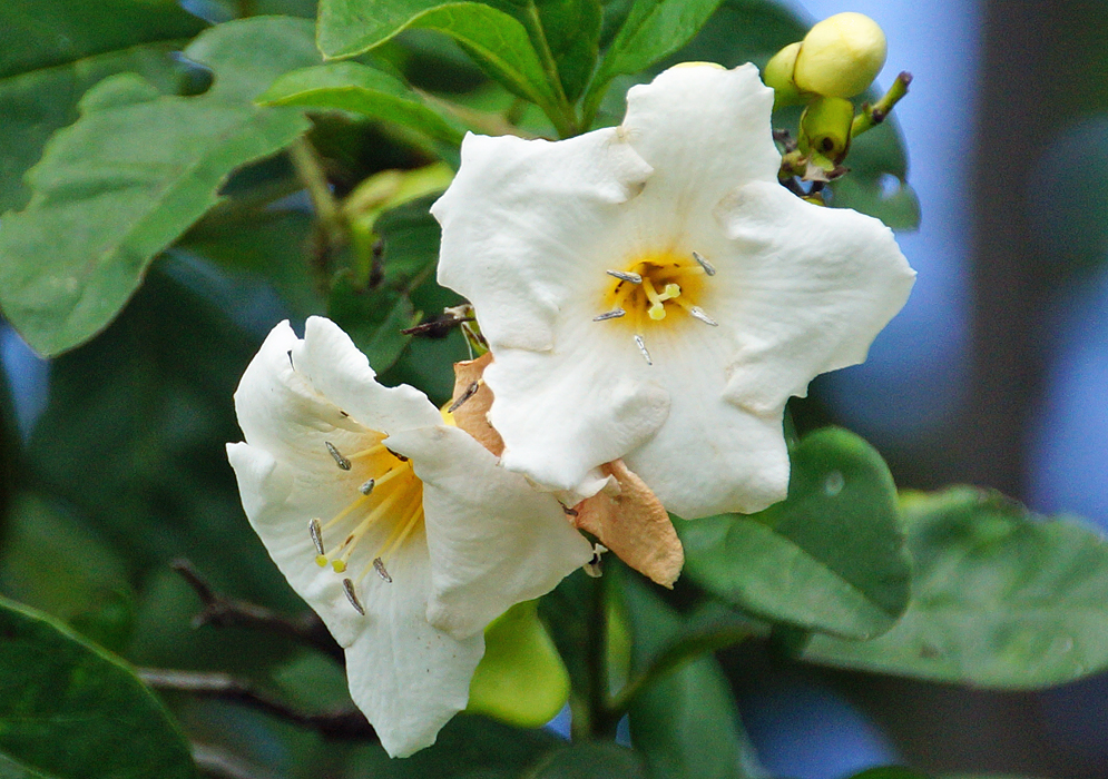 Two white Bourreria exsucca flowers with yellow throats