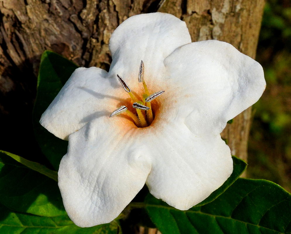 A single white flower of Bourreria exsucca with thick velvety petals and yellow-orange center emerging from dark green foliage