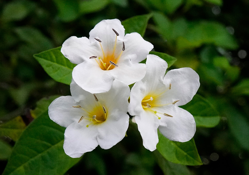 A trio of delicate white Bourreria exsucca flowers with yellow throats blooming in a cluster among green leaves