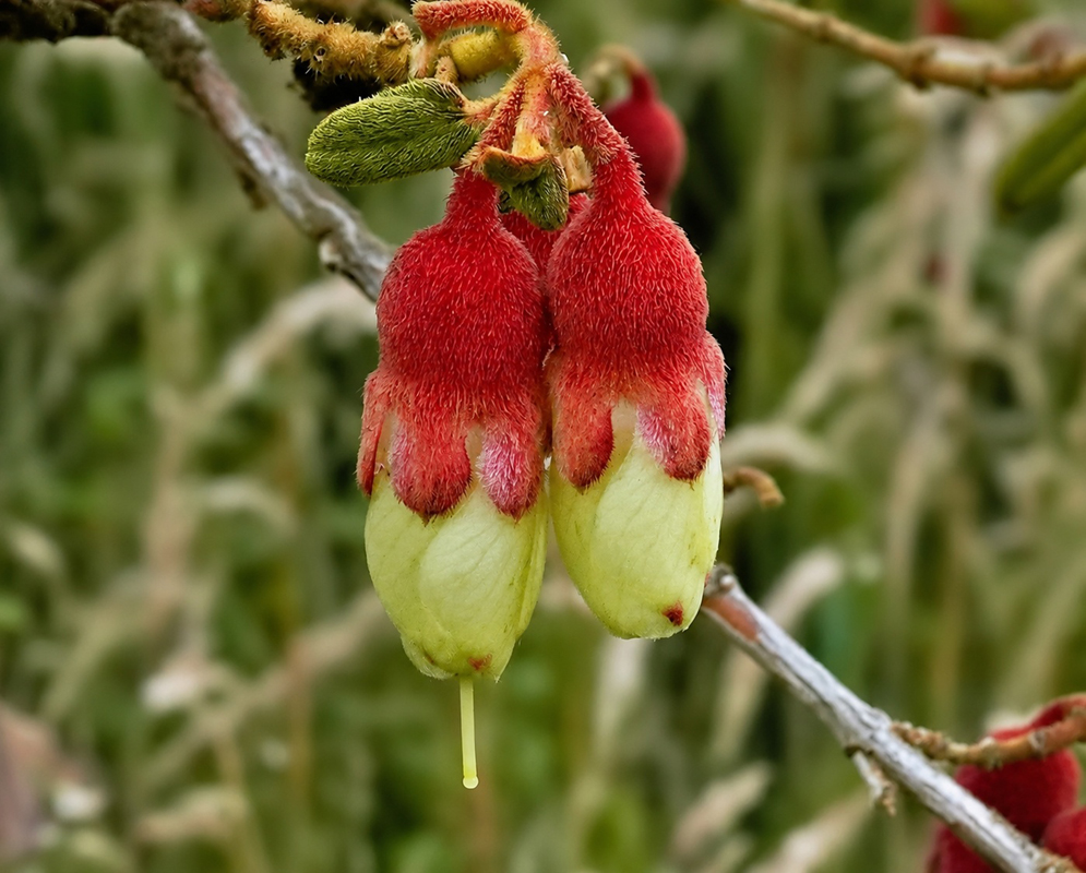 Brachyotum ledifolium Andean Fuzzy Lantern Flowers Brachyotum ledifolium flowers featuring fuzzy red calyxes and pale yellow-green petals hanging from a thin branch