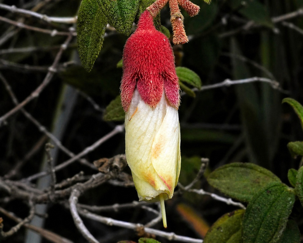 Brachyotum ledifolium Andean Exotic Flora Brachyotum ledifolium flower, showing the velvety red texture of the upper calyx and the pale yellow-white petals