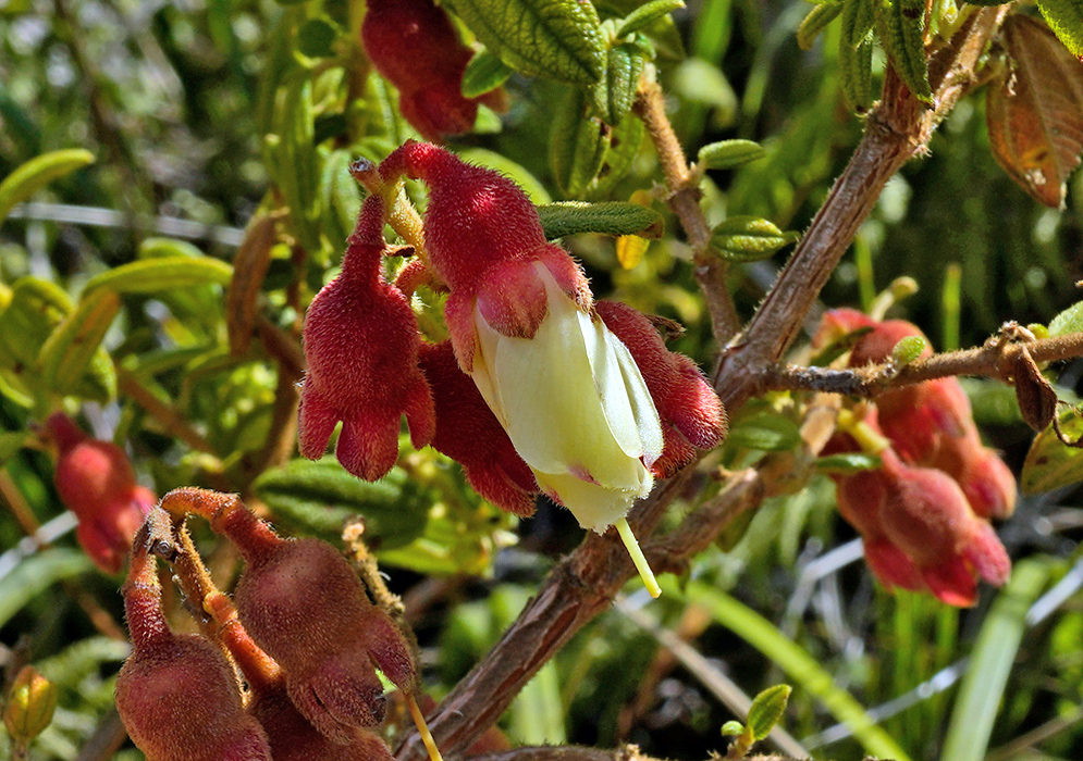 Brachyotum ledifolium White Bloom Close-up of Brachyotum ledifolium showing a white tubular flower emerging from thick, red, hairy sepals with surrounding green foliage