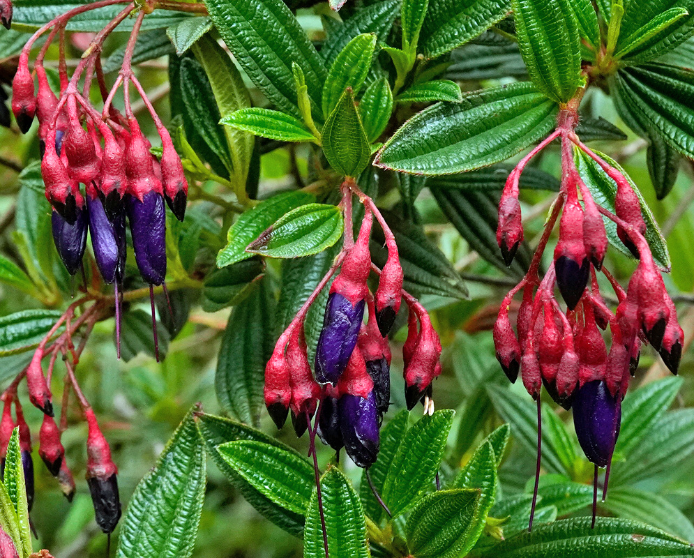 Brachyotum microdon Red and Purple Flowers Clusters of Brachyotum microdon flowers with vivid purple tubular petals emerging from bright red, textured sepals among glossy green foliage