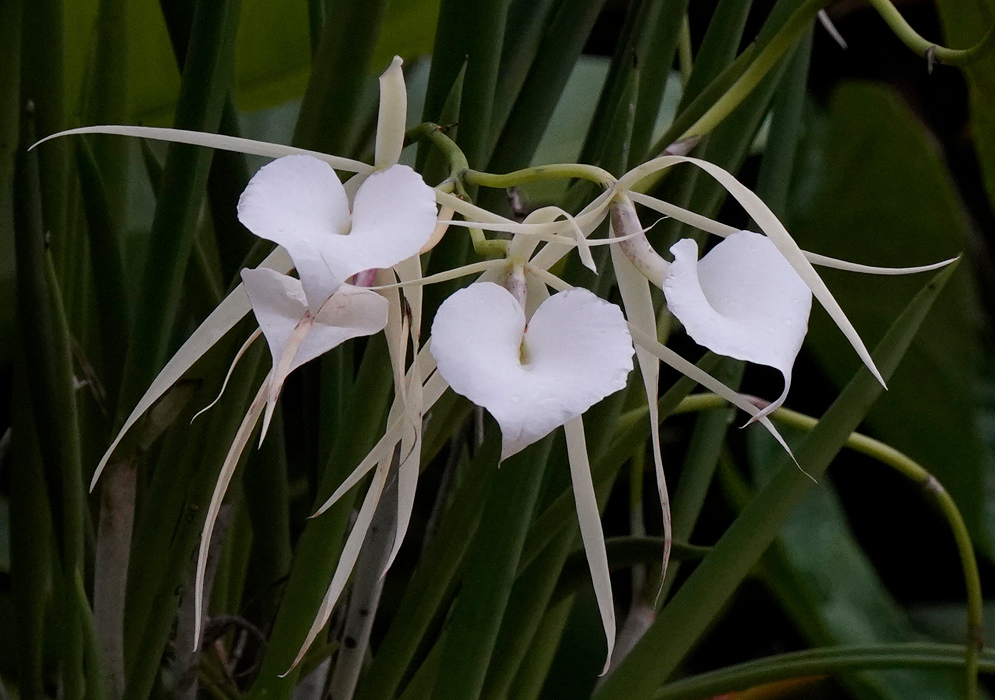 Brassavola grandiflora Godzilla Cluster of Brassavola grandiflora orchids with heart-shaped white lips and long slender petal extensions against green foliage