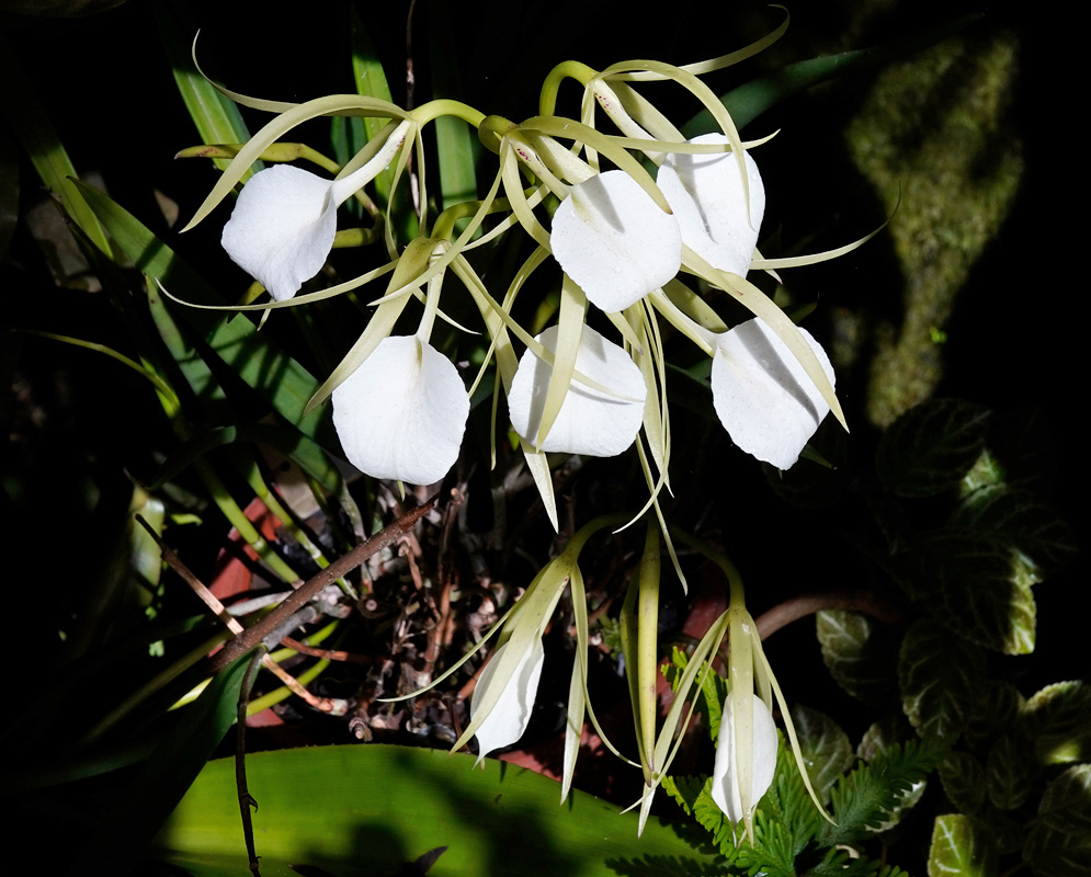 Brassavola nodosa White Orchids Brassavola nodosa orchids with white round lips and long narrow pale-green petals and sepals hanging in clusters