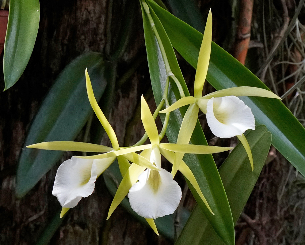 Brassavola tuberculata Yellow-Green and White Orchids Brassavola tuberculata orchids with long narrow yellow-green petals and sepals and large rounded white lips growing among elongated leaves