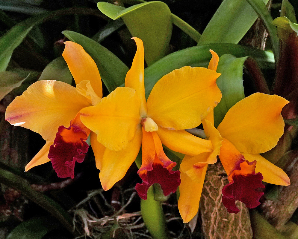 Hybrid orchid with bright golden-yellow petals and sepals and a deep burgundy ruffled lip