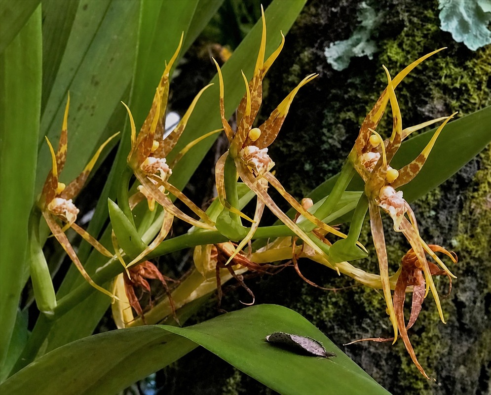 Brassia allenii plant habit and foliage