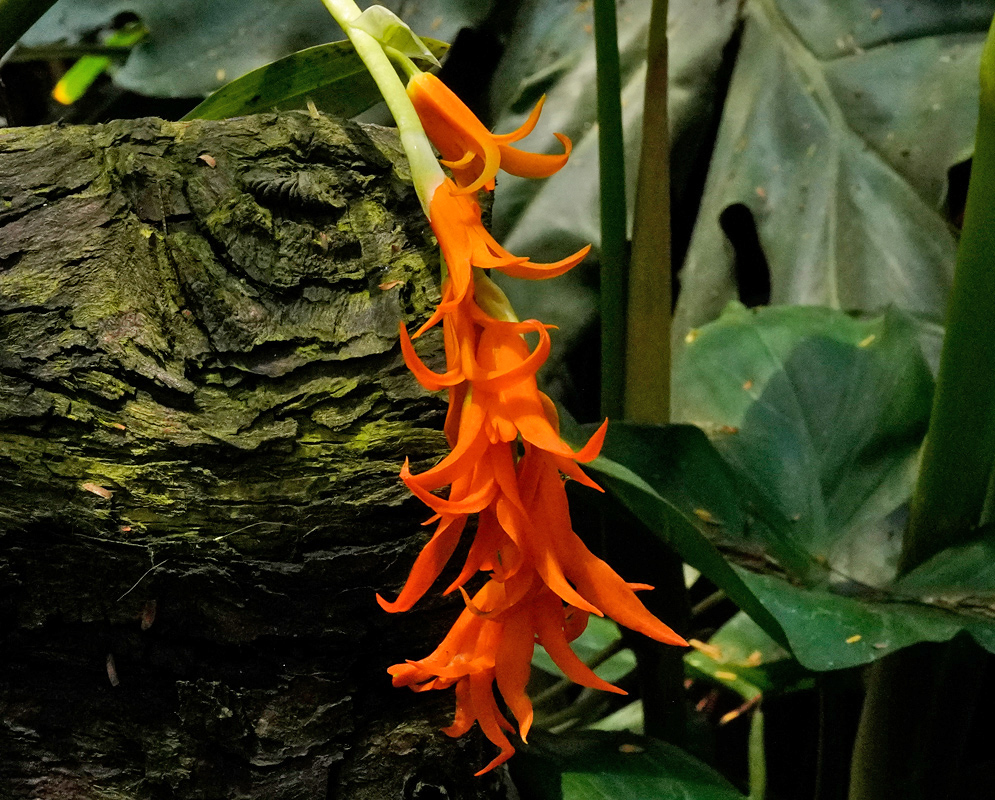 Brassia aurantiaca Orange Flowers Cluster of vivid orange flowers hanging gracefully over a mossy tree trunk in a tropical setting