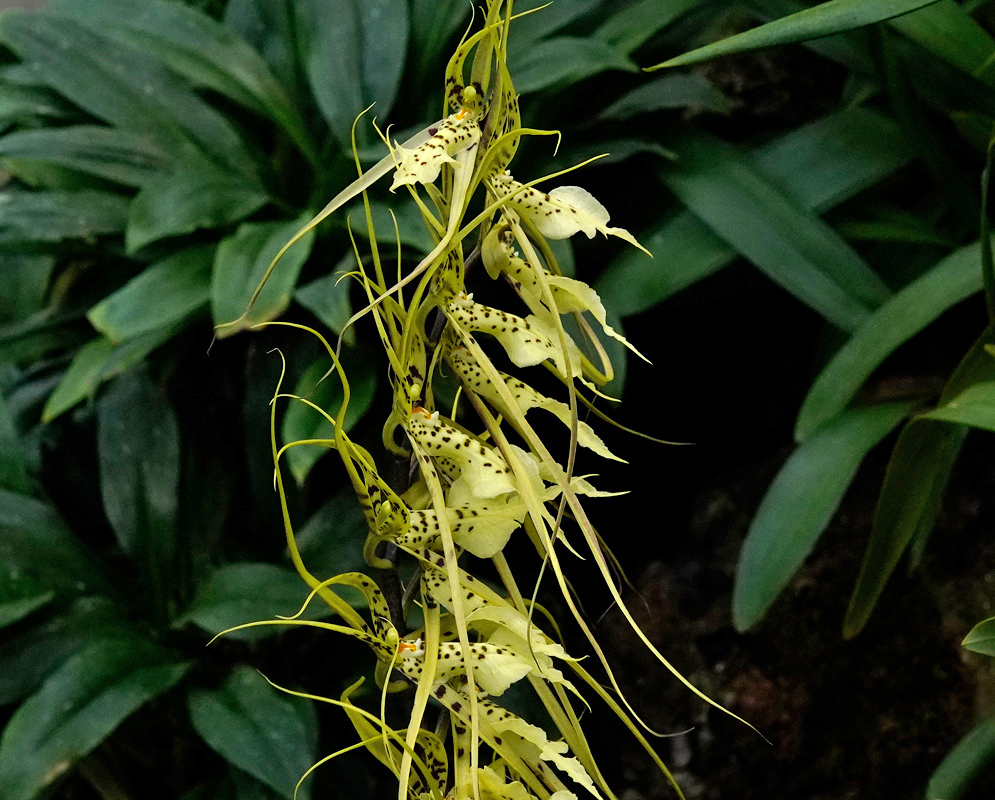 Brassia Datacosa 'Coos Bay' Long cascading cluster of pale yellow orchid flowers with elongated narrow petals and dark brown spots against green foliage