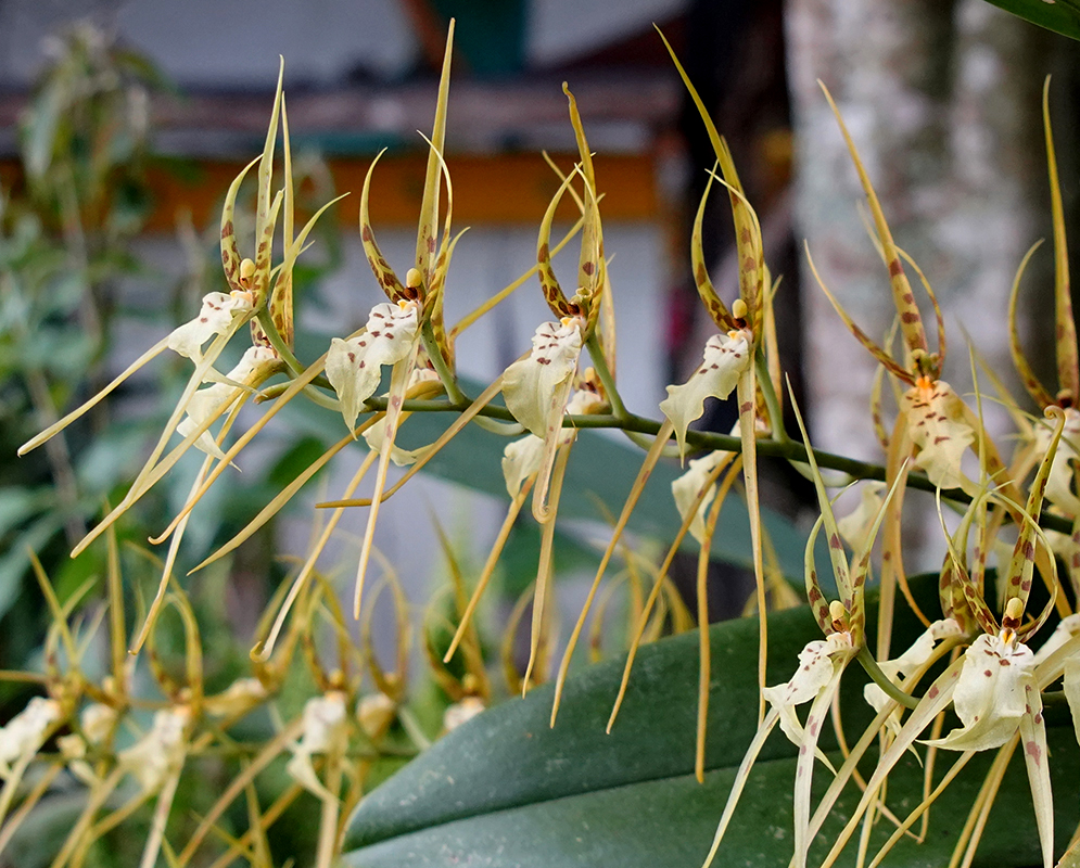 White Brassia flower with yellow, green and reddish-brown colors