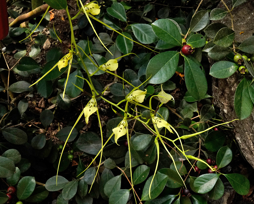 Brassia gireoudiana  with elongated yellow-green petals and sepals, speckled with dark spots, growing among glossy dark green leaves