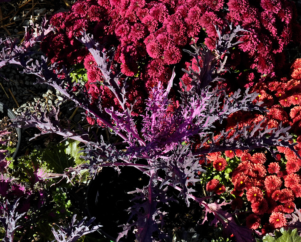 A deeply lobed purple-leafed Brassica oleracea variety growing among red flowers and green foliage in a garden setting