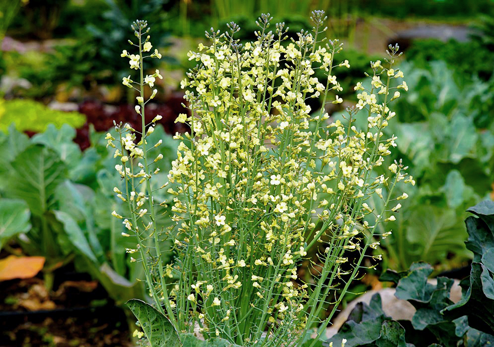 Brassica oleracea yellow flowers in sunlight
