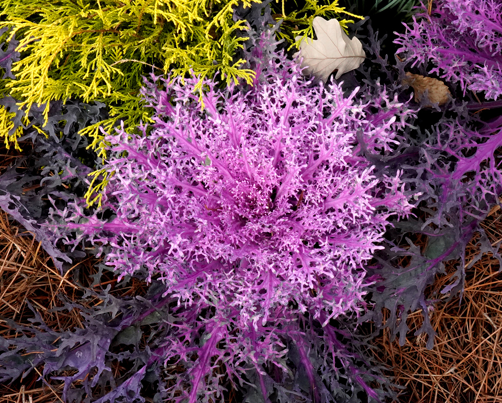 A stunning ornamental Brassica oleracea cultivar with bright purple, frilly foliage forming a dense rosette among other colorful plants