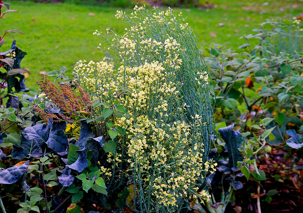 Brassica oleracea yellow flowers