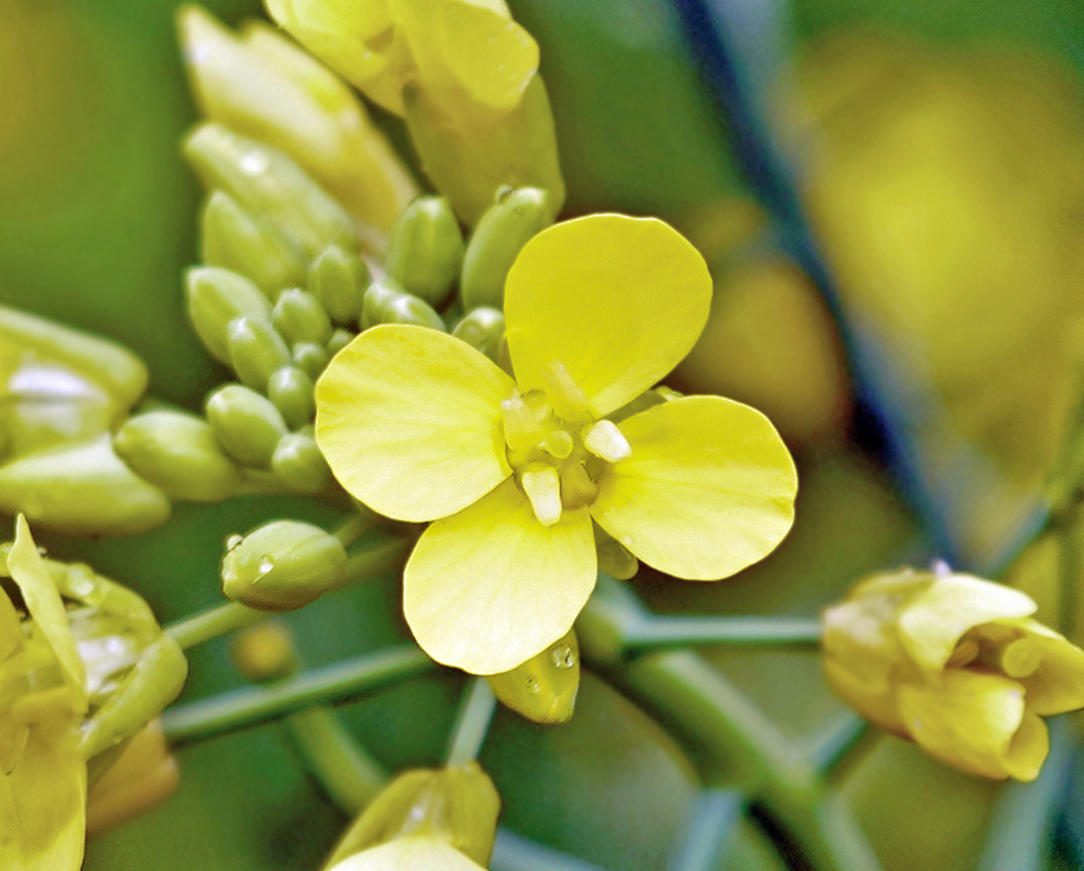 Yellow four petal Brassica rapa chinensis flower