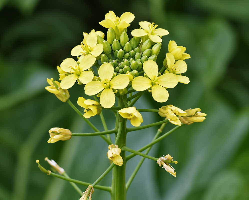 A cluster of Brassica rapa chinensis yellow flowers in sunlight