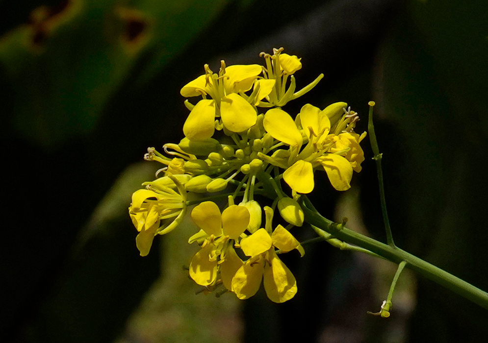 A cluster of Brassica rapa chinensis yellow flowers