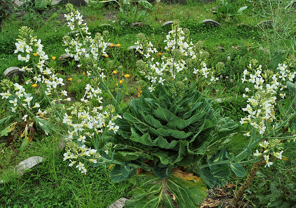 Spikes of white flowers with yellow sepals and large edible green leaves