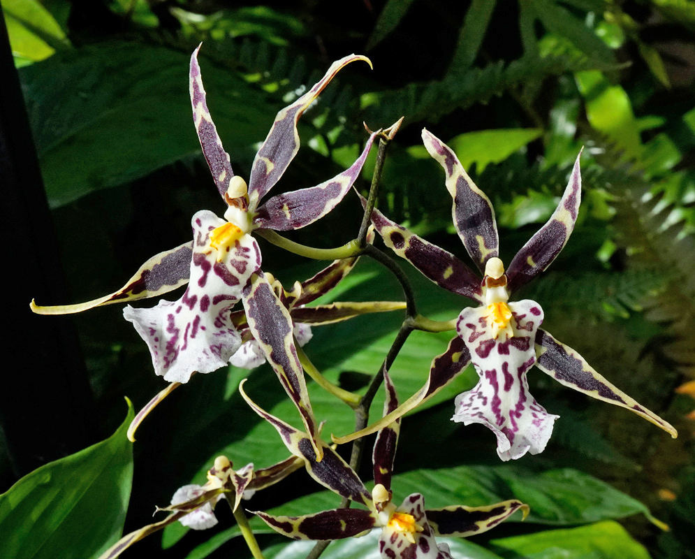 Brassidium Golden Gamine flowers with long, narrow purple-brown petals edged in yellow and white lips marked with bold purple spots