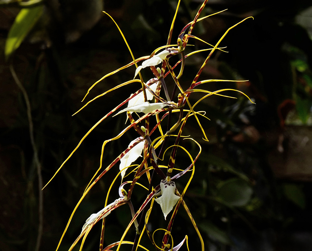 Brassidium Kenneth Bivens Flowers Long, narrow yellow petals with maroon striping extending from pale orchid blooms in a cascading arrangement