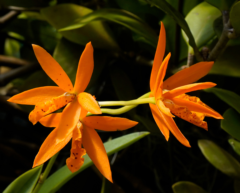 Brassocattleya Richard Muelle Flowers Close-up view of two bright orange Brassocattleya Richard Mueller blooms displaying ruffled lips with small reddish speckles