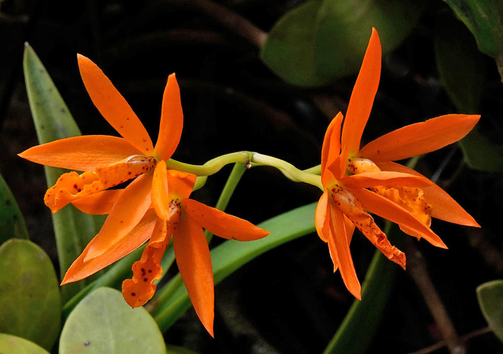 Brassocattleya Richard Mueller Orange Two vibrant orange Brassocattleya Richard Mueller flowers in full bloom with narrow petals and ruffled lips, set against green foliage
