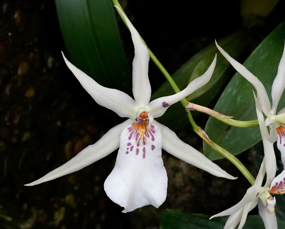 hite orchid bloom with long, narrow star-shaped petals and sepals, a broad white lip marked with purple spots and orange streaks at the throat