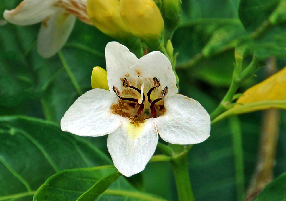 A white Bravaisia integerrima flower with a brown and yellow throat