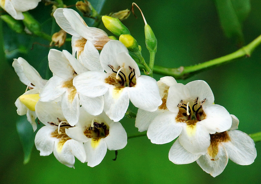 A cluster of white flowers with brown speckled yellow throats and four brown stamens